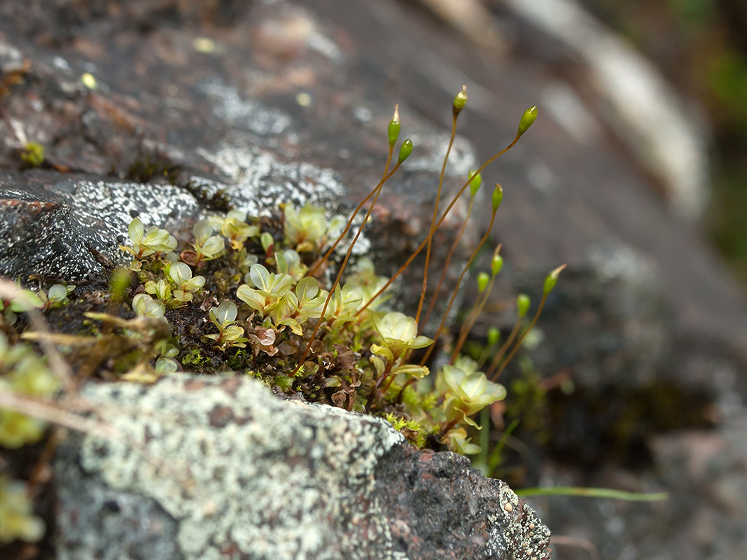 Изображение особи Rhizomnium punctatum.
