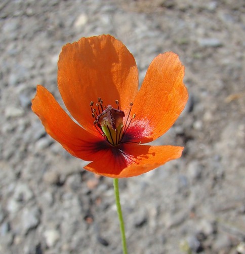 Изображение особи Papaver dubium.