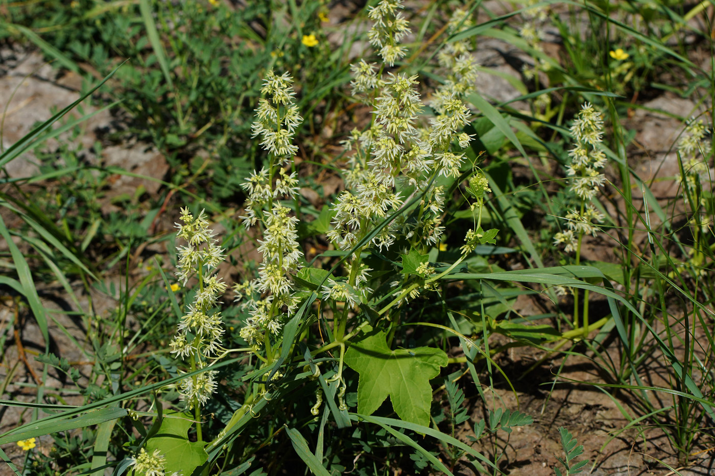 Изображение особи Echinocystis lobata.