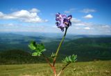 Corydalis pauciflora