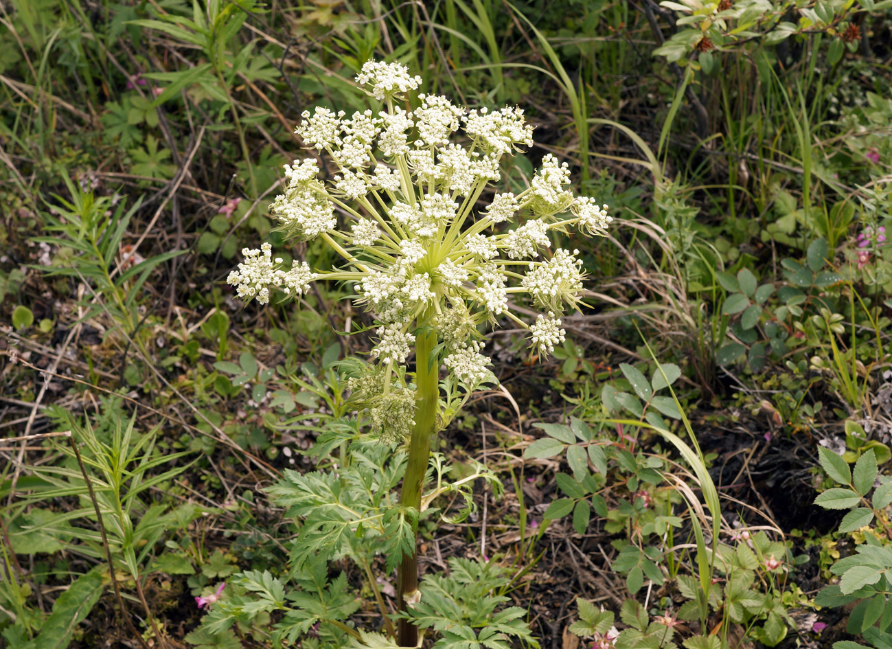 Изображение особи Pleurospermum uralense.