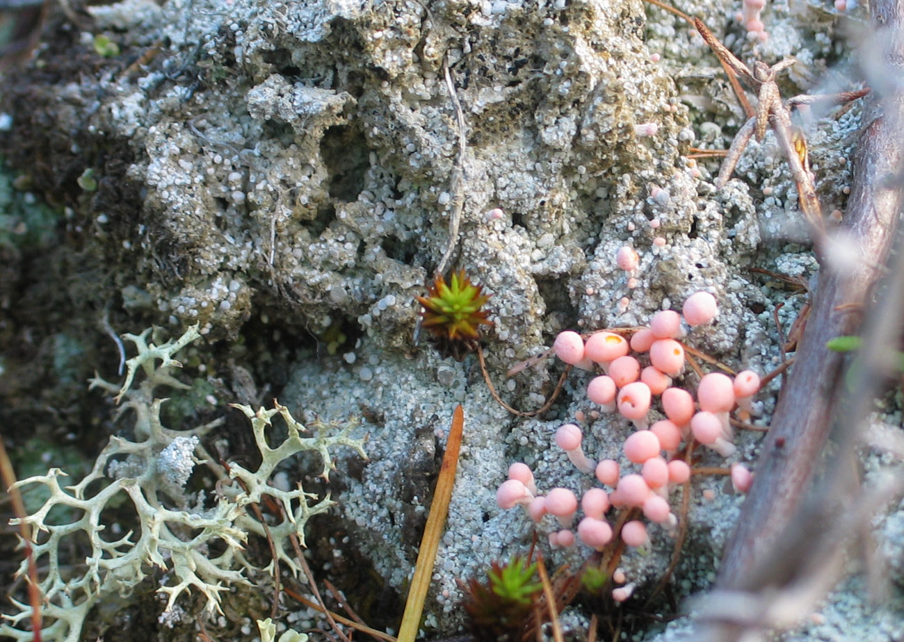 Image of Dibaeis baeomyces specimen.