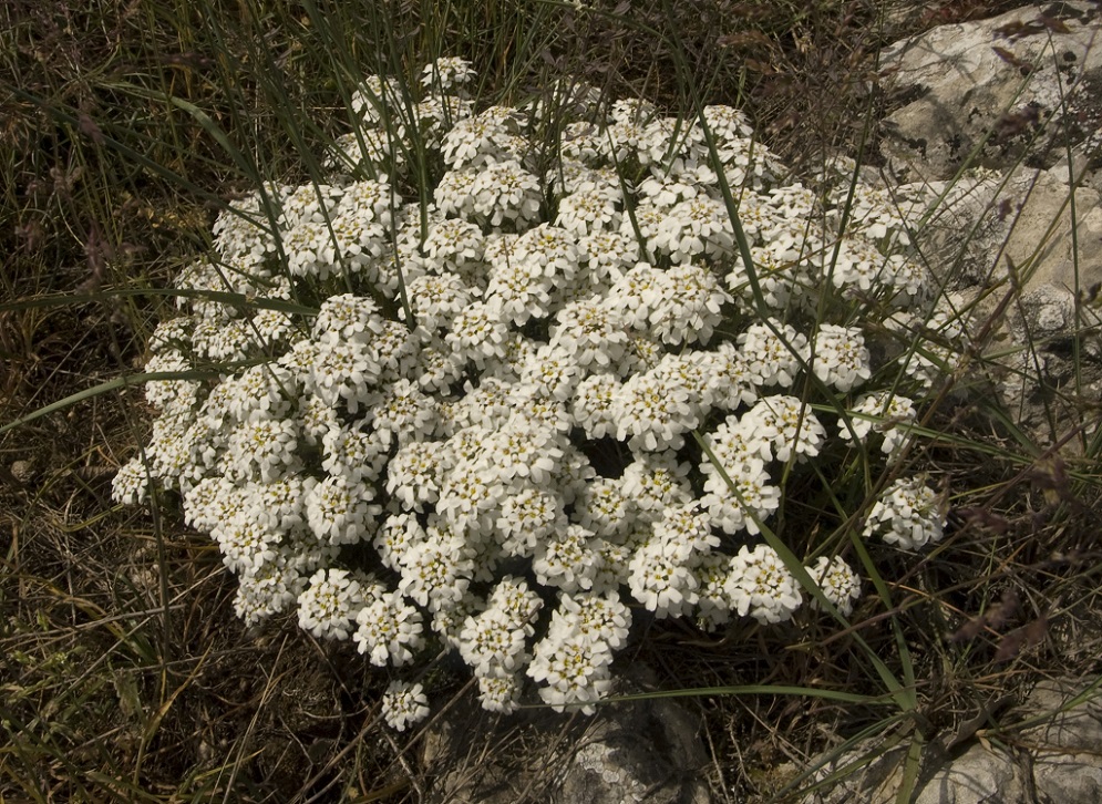 Изображение особи Iberis saxatilis.