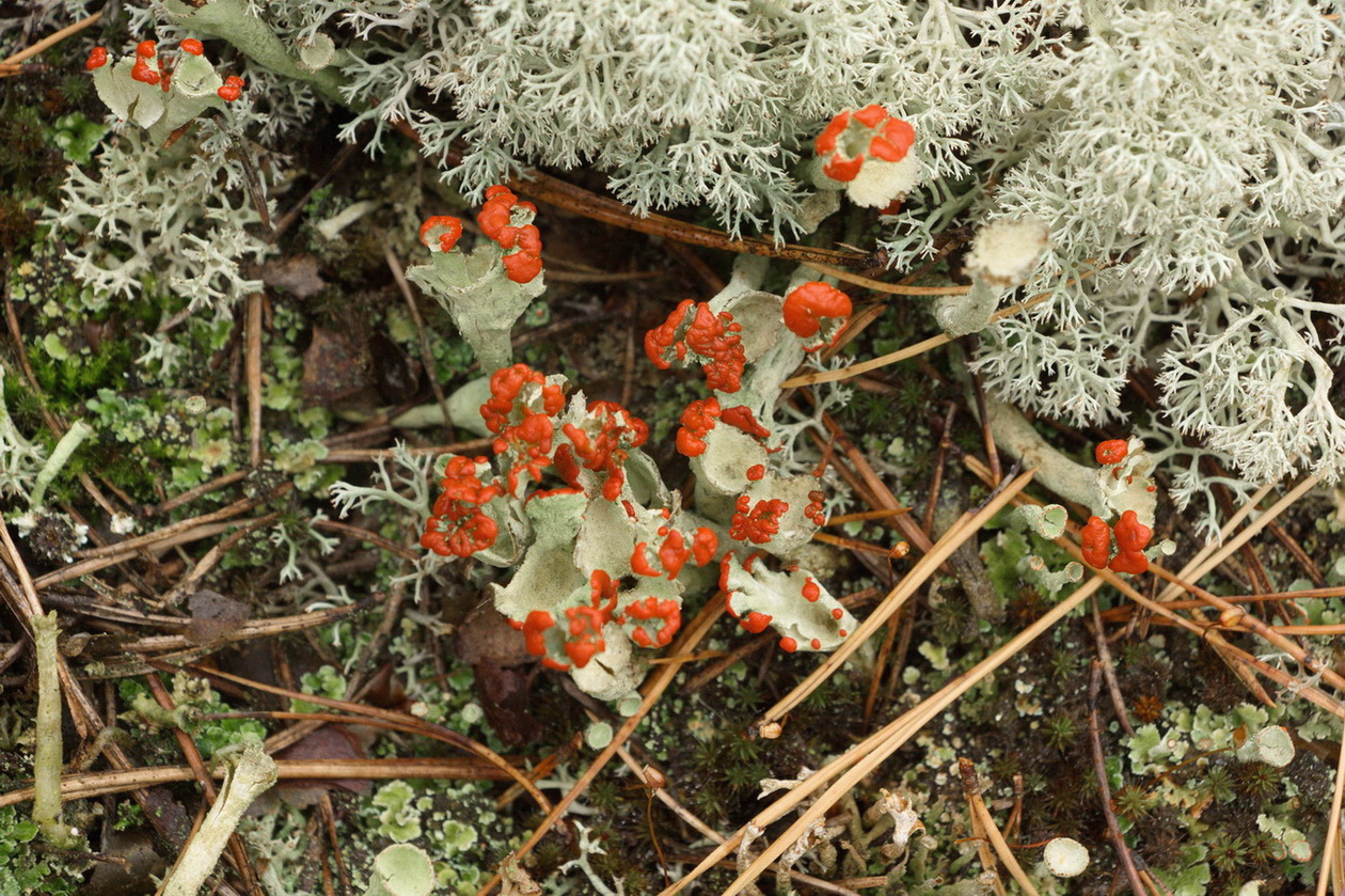 Изображение особи род Cladonia.