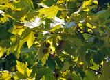 Platanus × acerifolia. Верхушка ветви с соплодиями. Абхазия, Гудаутский р-н, Новый Афон, в культуре. 18.07.2017.