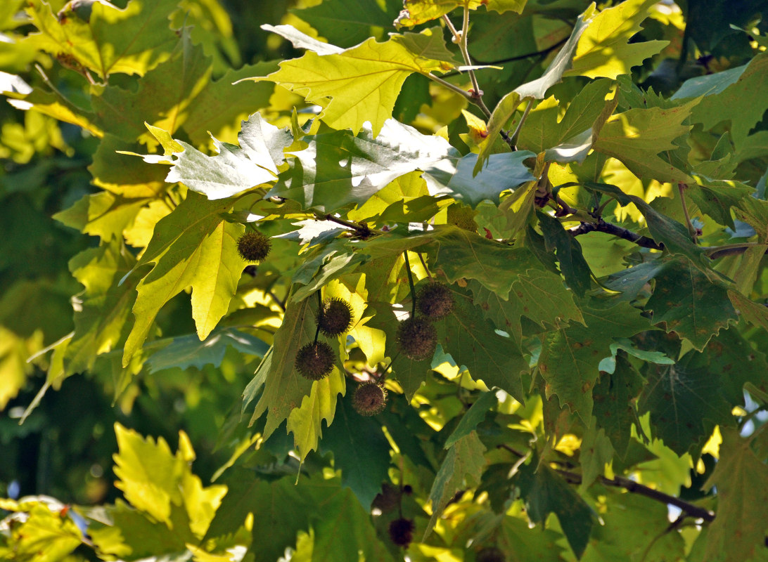 Image of Platanus &times; acerifolia specimen.