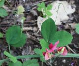 Lathyrus rotundifolius. Часть побега с соцветием. Крым, Бахчисарайский р-н, окр. пос. Трудолюбовка, гора Кызыл-Чагир, грабово-дубовый лес. 05.05.2010.