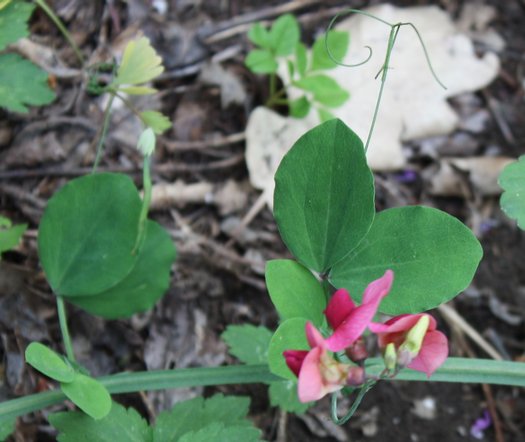 Изображение особи Lathyrus rotundifolius.