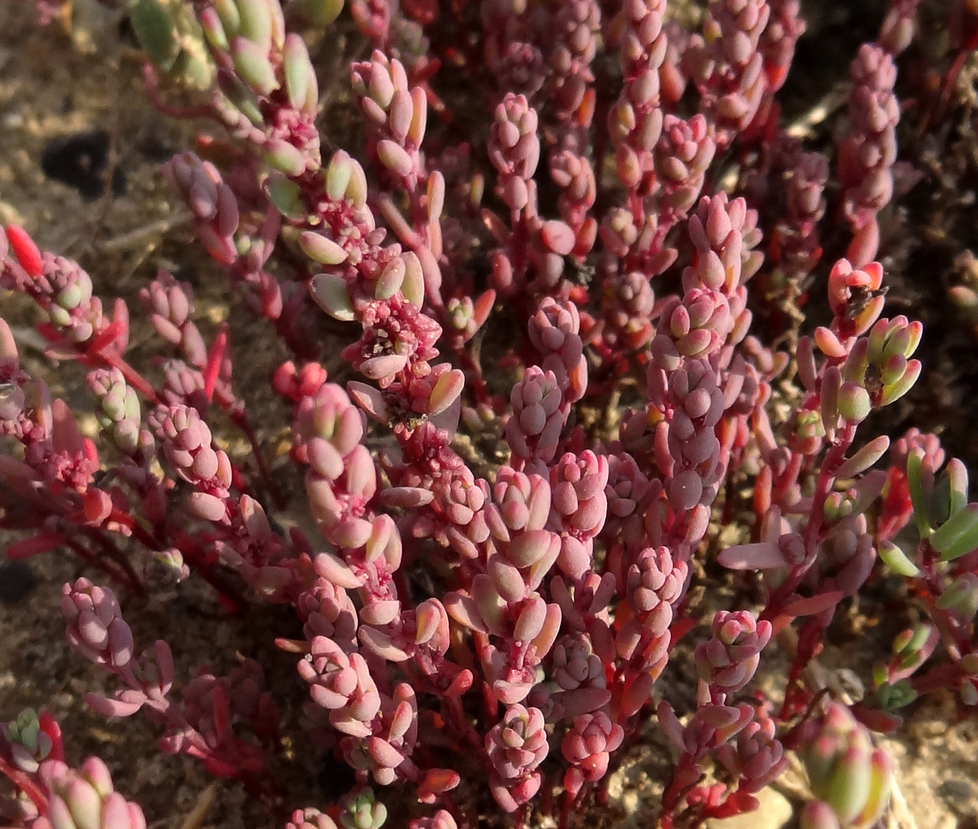 Изображение особи Suaeda corniculata.