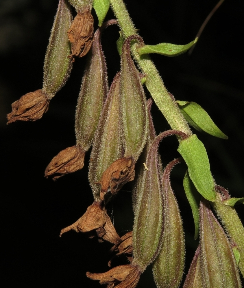 Изображение особи Epipactis palustris.