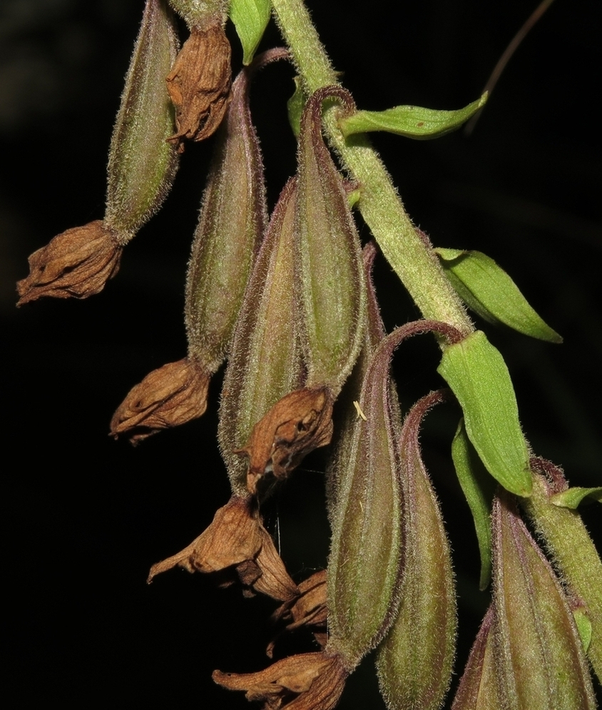 Image of Epipactis palustris specimen.