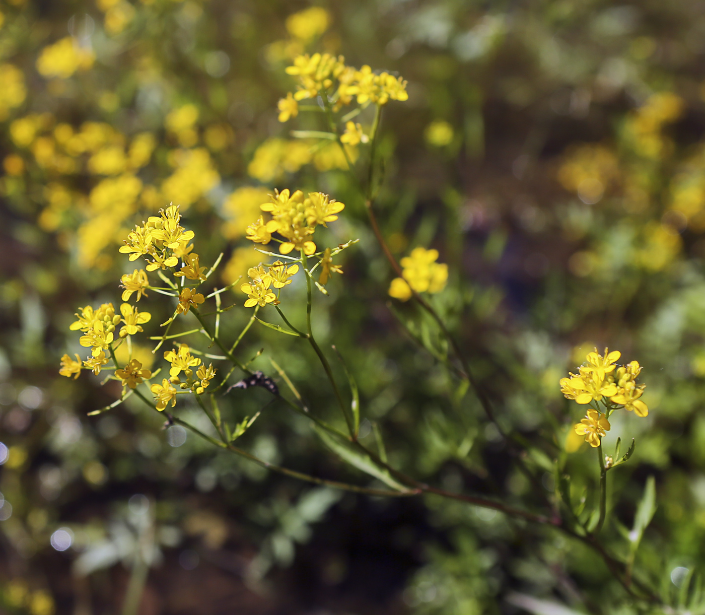 Изображение особи Rorippa sylvestris.