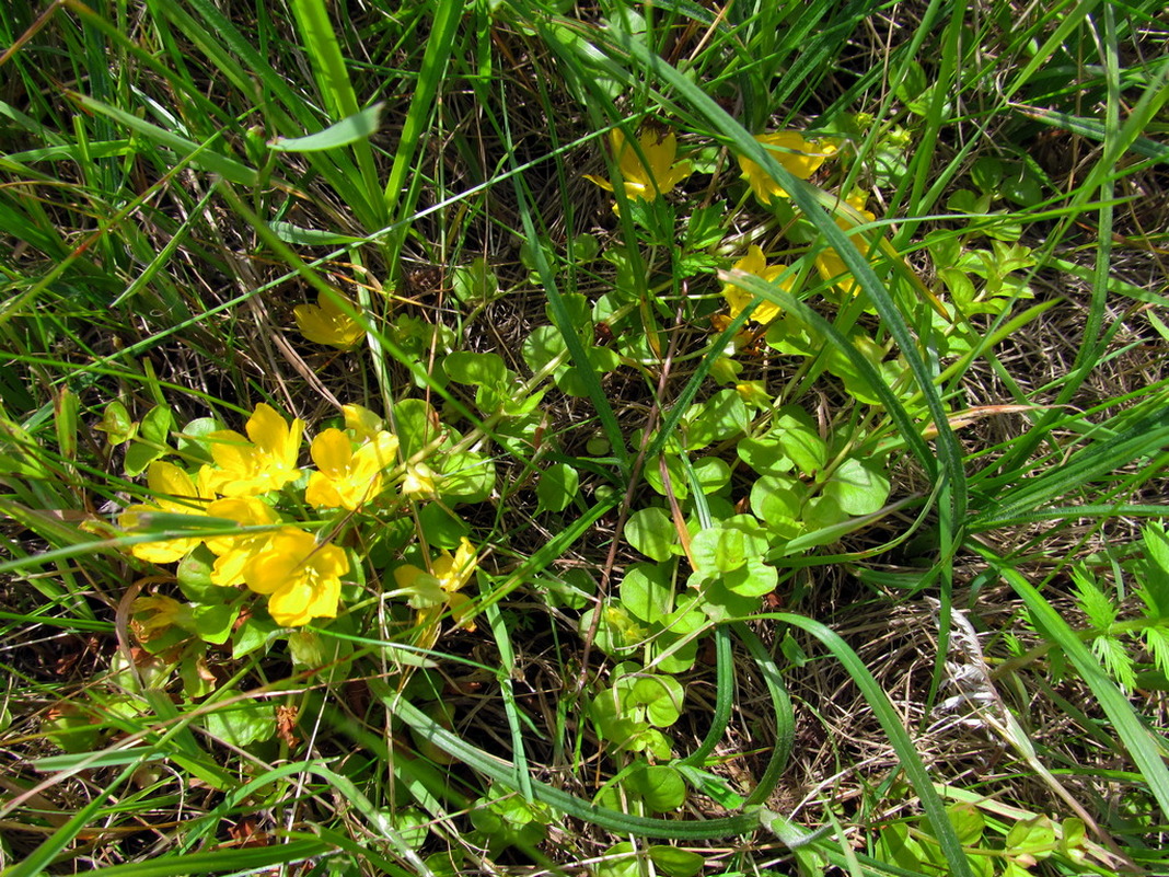 Изображение особи Lysimachia nummularia.