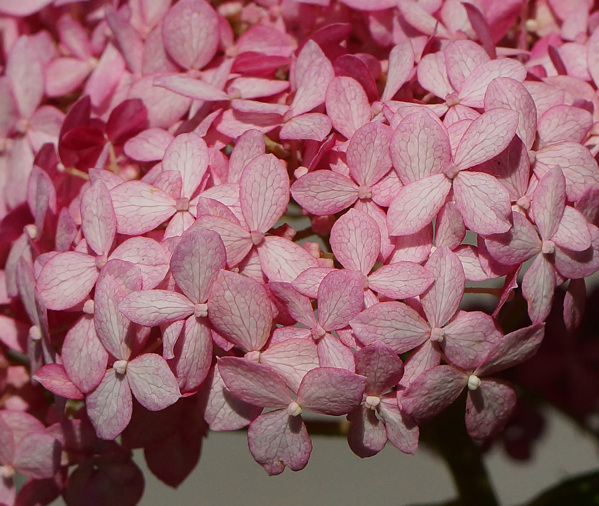 Image of Hydrangea arborescens specimen.