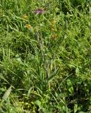 Tragopogon australis