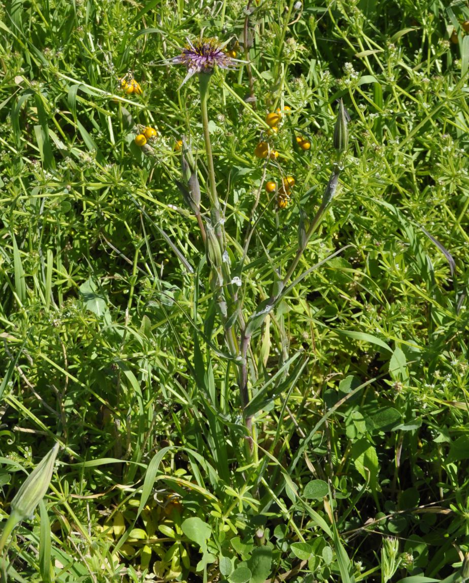 Image of Tragopogon australis specimen.