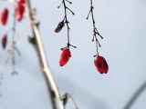 Berberis vulgaris