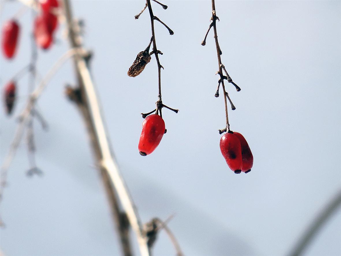 Изображение особи Berberis vulgaris.