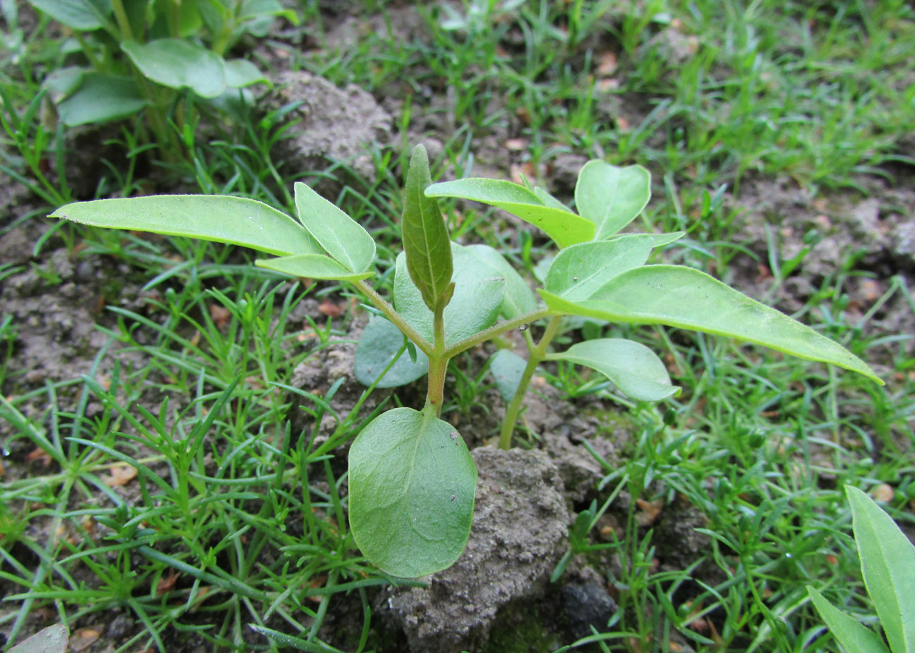 Изображение особи Ailanthus altissima.