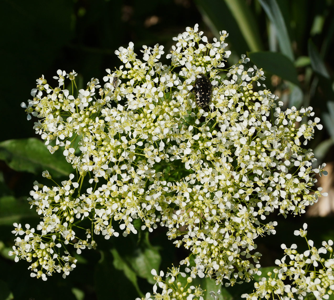 Image of Cardaria draba specimen.