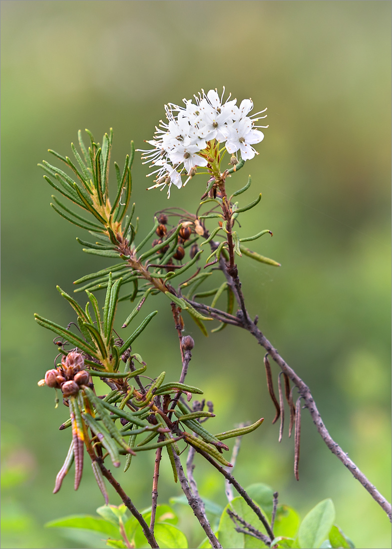 Image of Ledum palustre specimen.