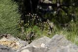 Dianthus juniperinus. Отцветающие и плодоносящие растения на уступе скалы. Греция, о-в Крит, ном Ханья (Νομός Χανίων), дим Платаньяс (Δήμος Πλατανιά), горный массив Лефка Ори (Λευκά Όρη), урочище Ксилоскало (Ξυλόσκαλο), ≈ 1300 м н.у.м. 28 июня 2017 г.