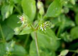 Stellaria media