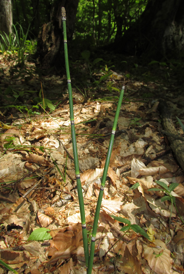 Image of Equisetum hyemale specimen.