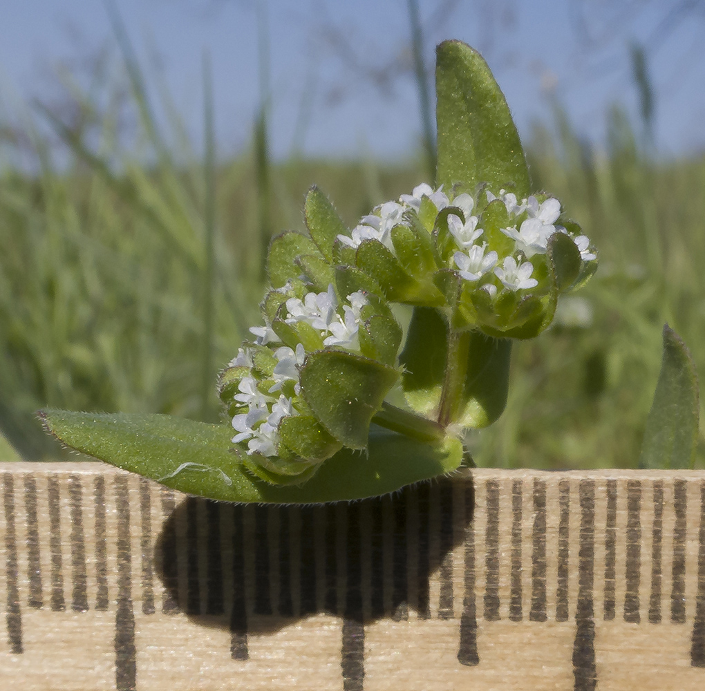 Изображение особи Valerianella turgida.