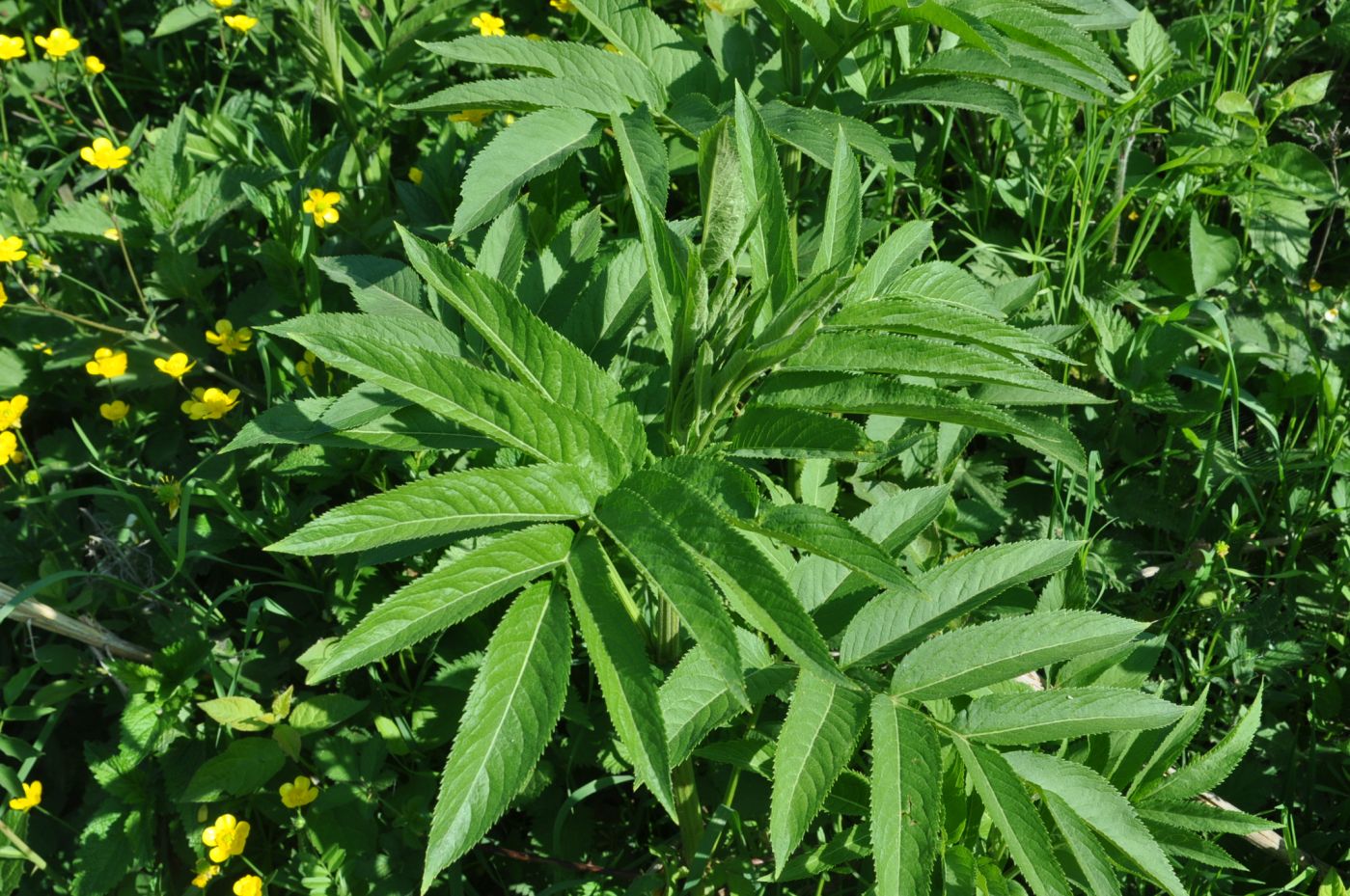 Изображение особи Sambucus ebulus.