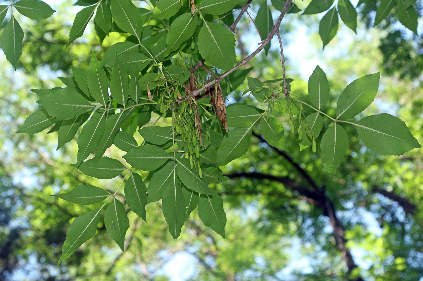 Изображение особи Fraxinus chinensis.