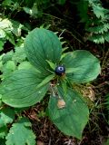 Paris quadrifolia