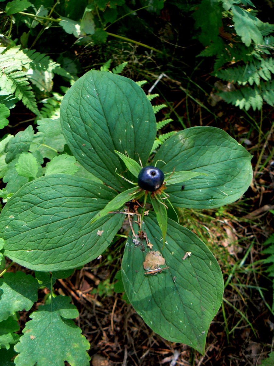 Image of Paris quadrifolia specimen.