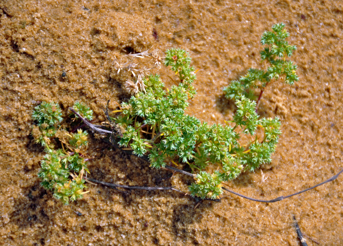 Изображение особи Scleranthus annuus.