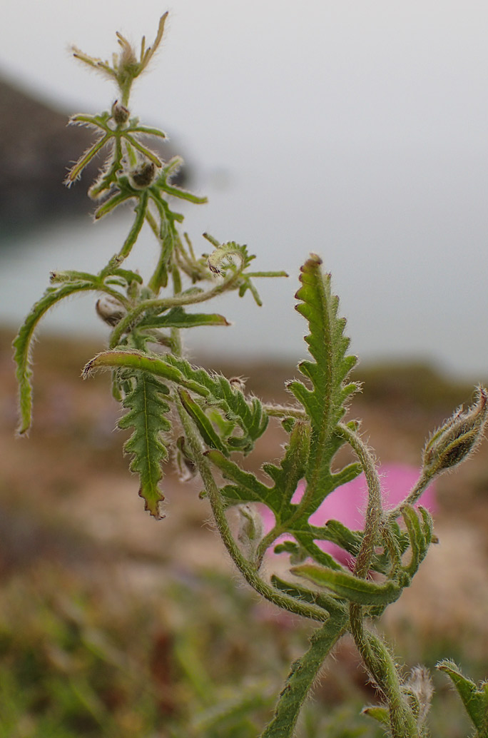 Image of Convolvulus althaeoides specimen.