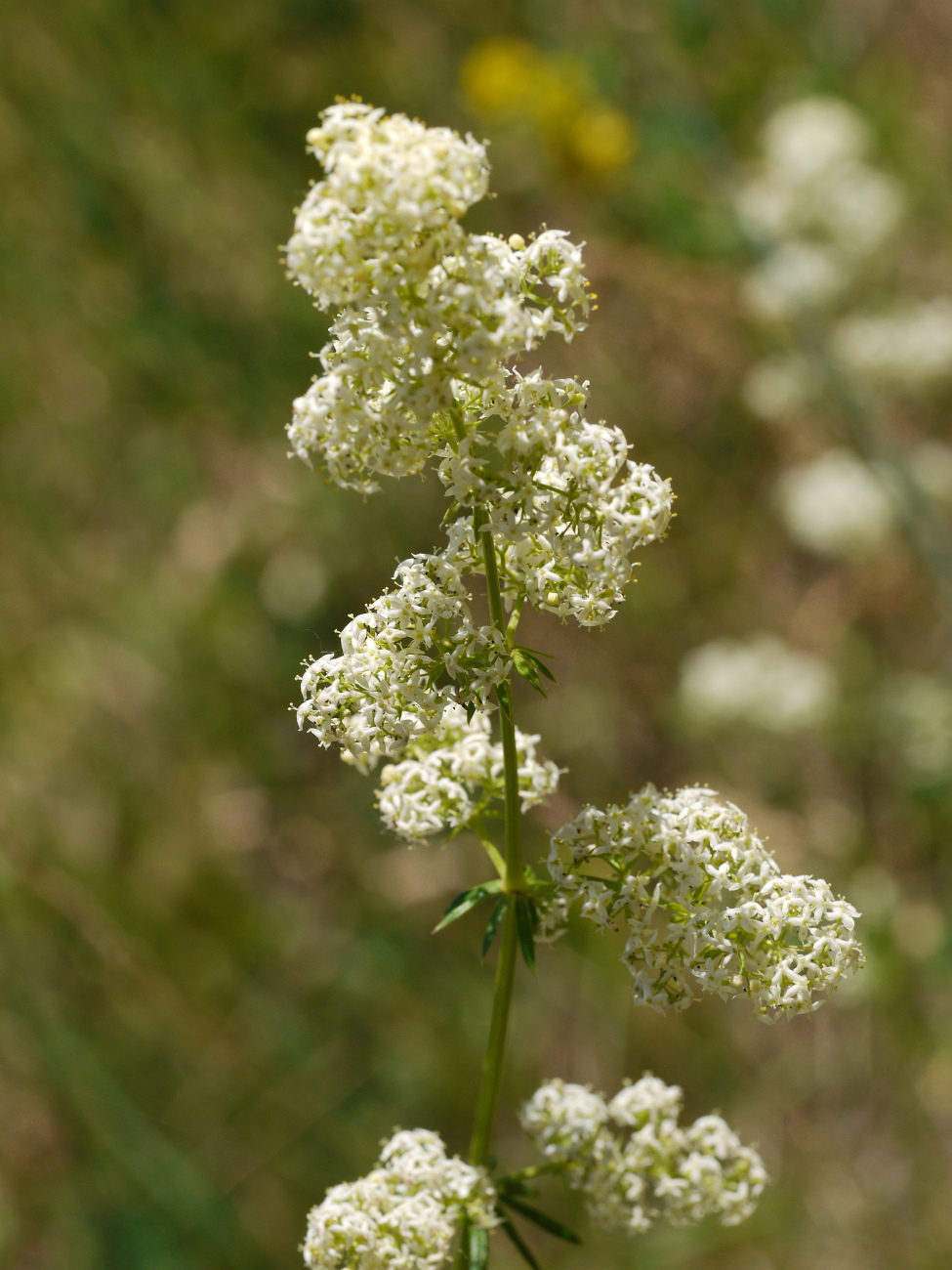 Image of Galium album specimen.