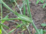 Trifolium diffusum. Часть веточки. Дагестан, г. о. Махачкала, гора Тарки-Тау, у дороги. 16.05.2018.