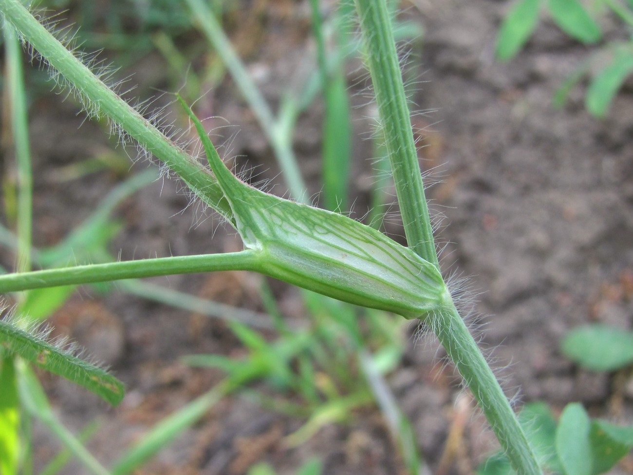 Image of Trifolium diffusum specimen.