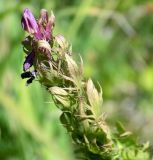 Melampyrum arvense