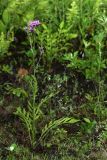 Saussurea maximowiczii