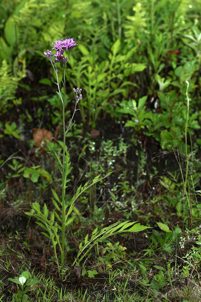 Image of Saussurea maximowiczii specimen.