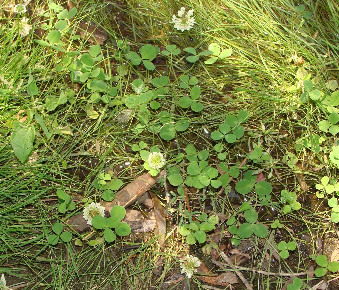 Image of Trifolium repens specimen.