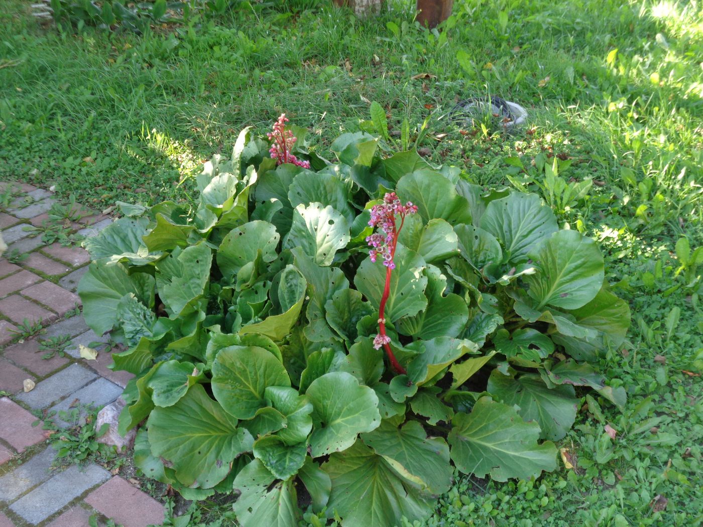 Image of Bergenia crassifolia specimen.