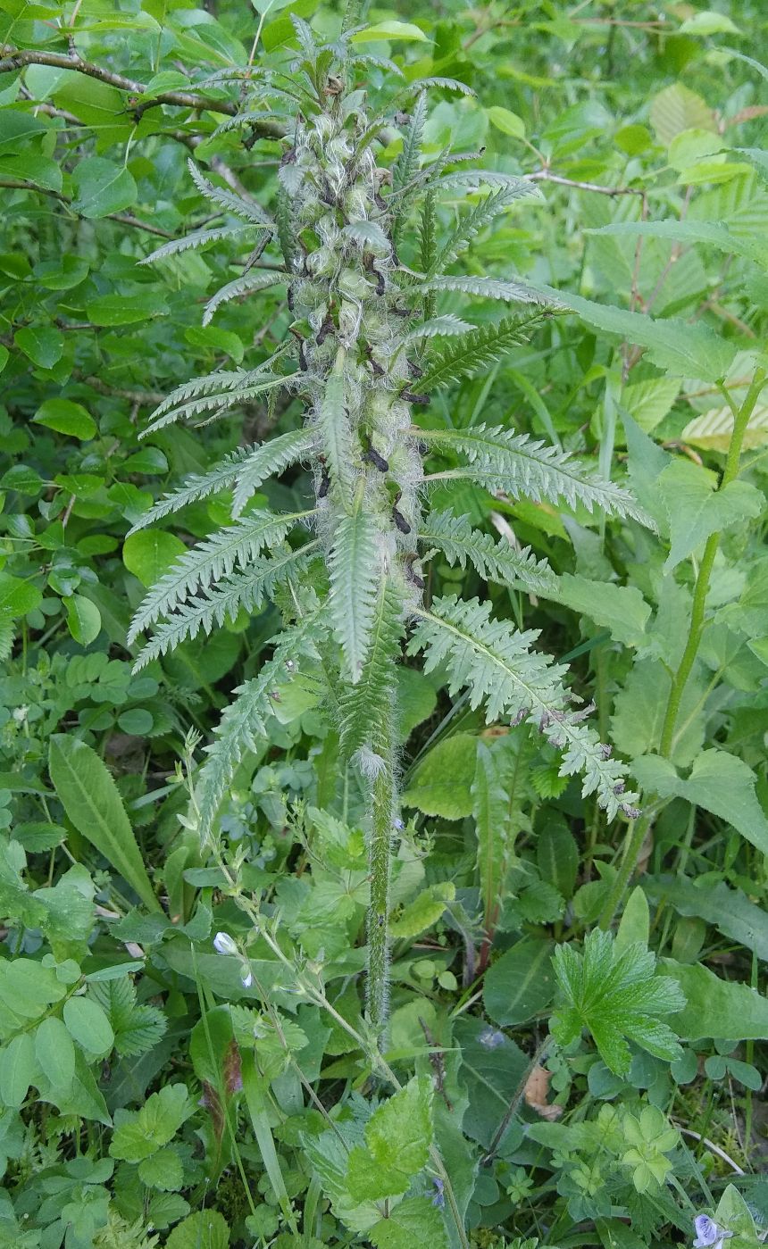 Image of Pedicularis wilhelmsiana specimen.