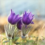 Pulsatilla patens. Верхушки побегов с цветками. Псковская обл., Себежский р-н, сосновый лес. 01.05.2018.