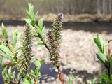 Salix saxatilis