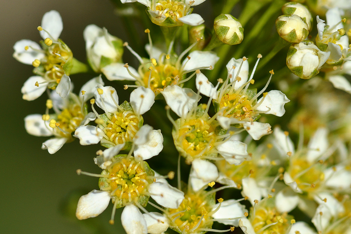 Image of Spiraea hypericifolia specimen.