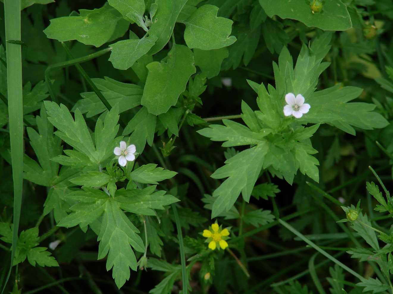 Image of Geranium sibiricum specimen.