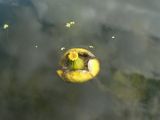 Nuphar japonica