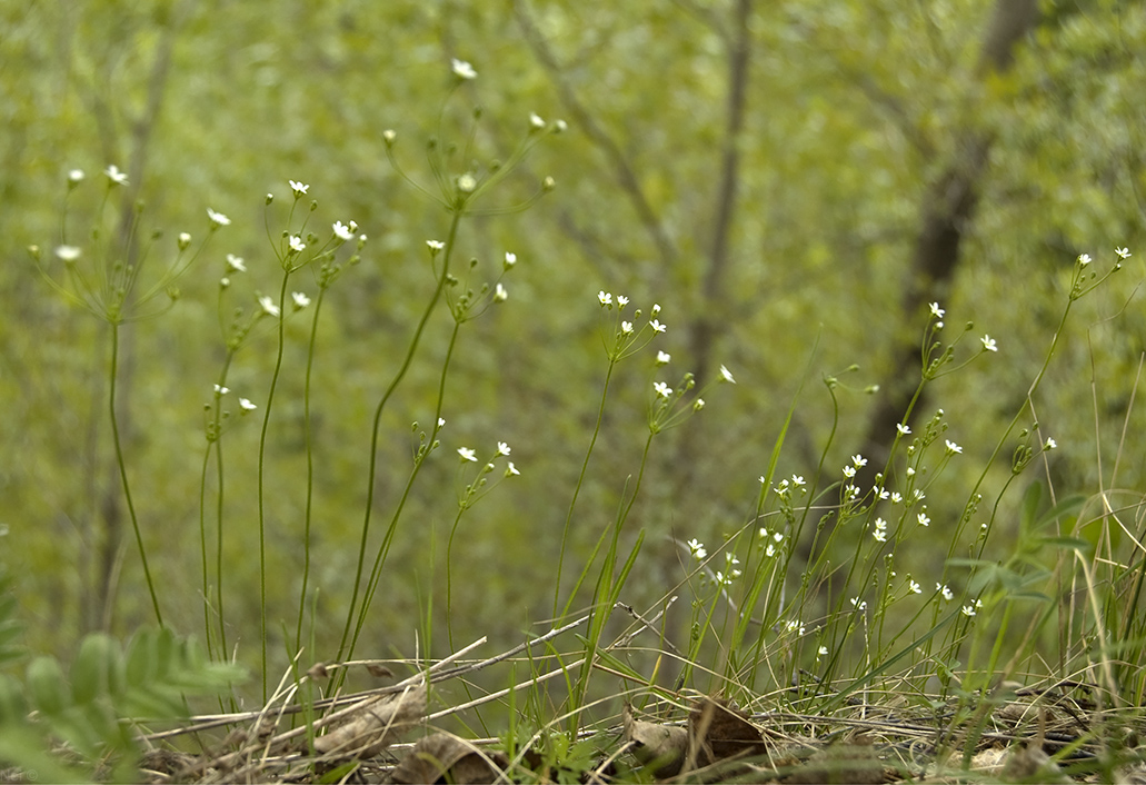 Image of Androsace septentrionalis specimen.
